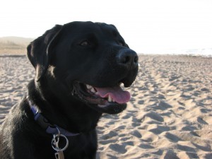 black_lab