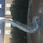 Ely is named for a prominent local inhabitant- EELS.