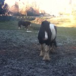 There were some horses.